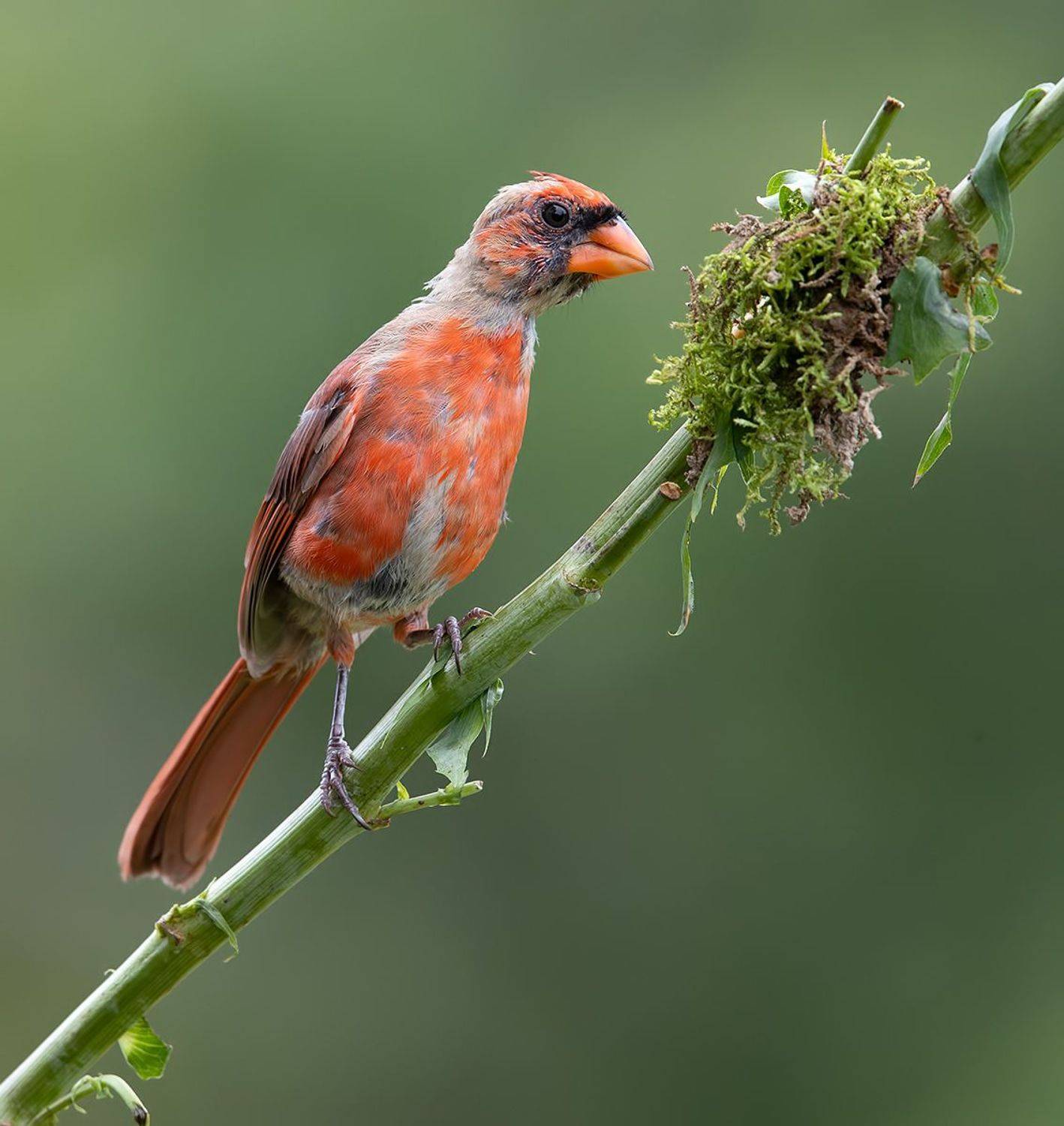 красный кардинал, northern cardinal, cardinal,кардинал, Etkind Elizabeth