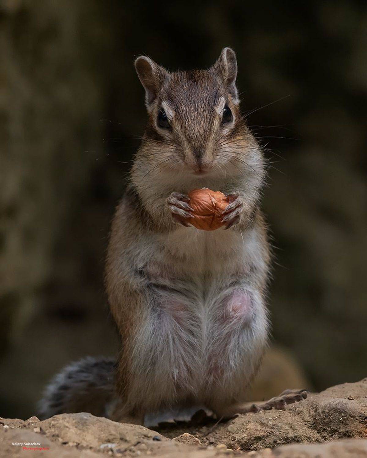 , Валерий Субачев