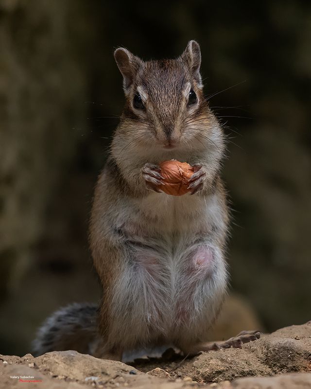 Портрет с орешком фото превью