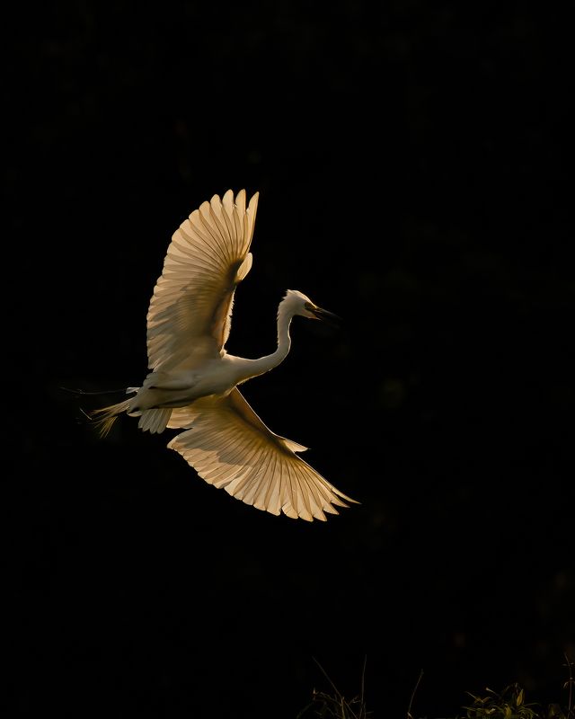 birds, backlight Golden Wings фото превью