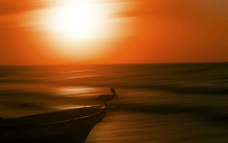 gold hour of the pelican фото превью