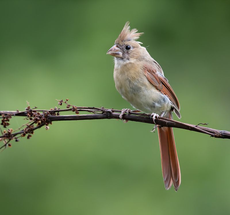 красный кардинал, northern cardinal, cardinal,кардинал Juvenile Female Northern Cardinal - cамка. Красный кардинал фото превью