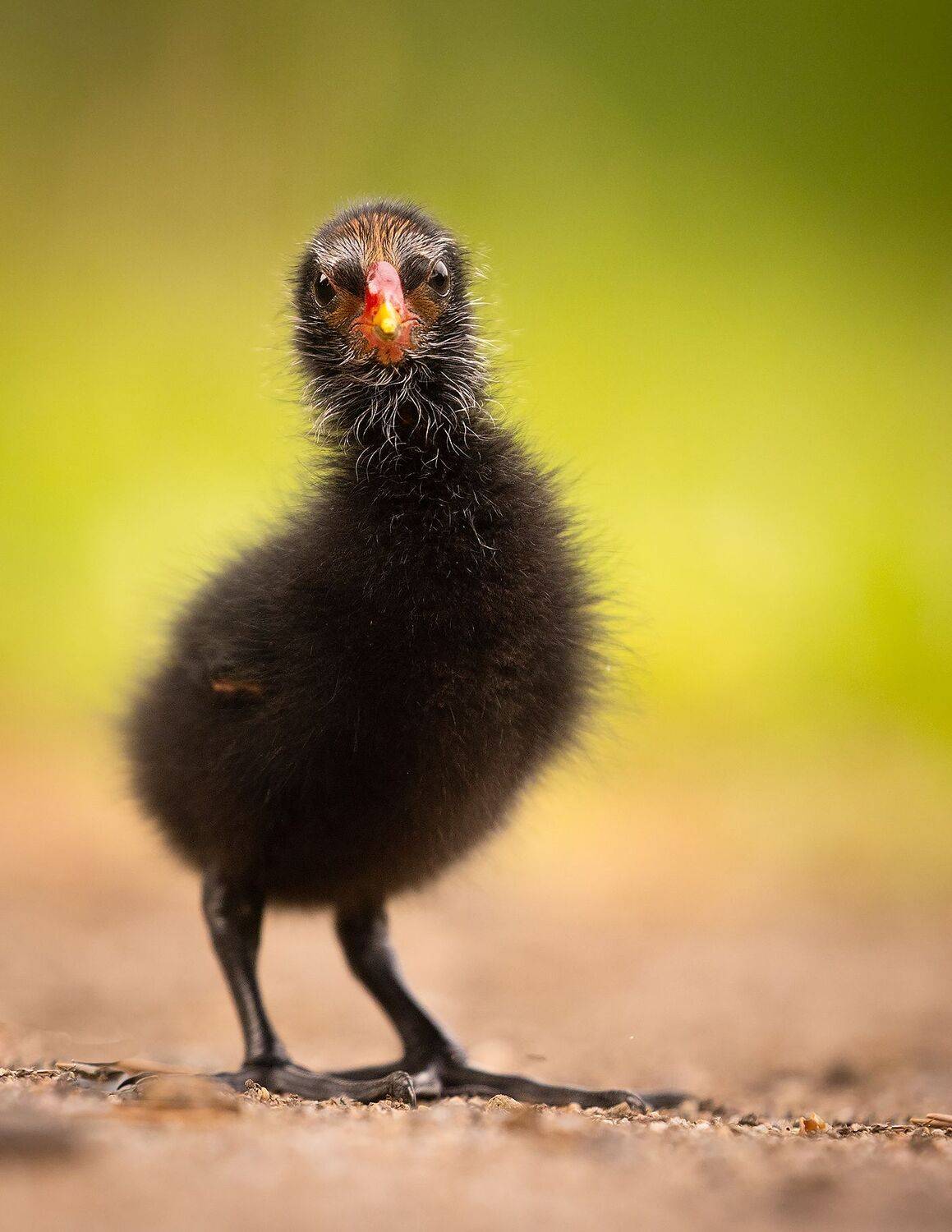 , Robert Adamec