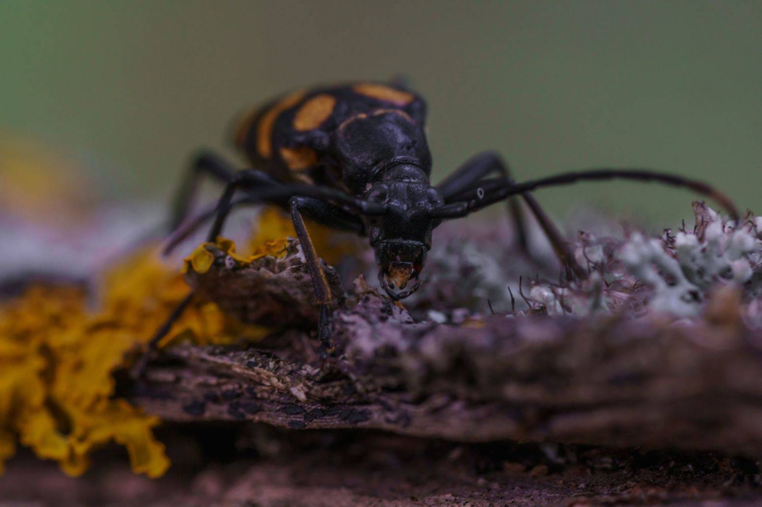 , Семенко Александр