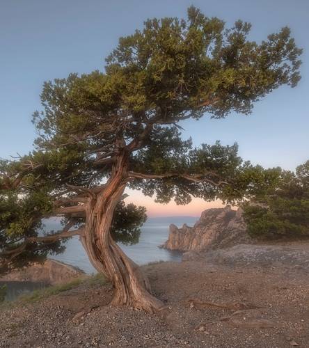 Крымский реверанс