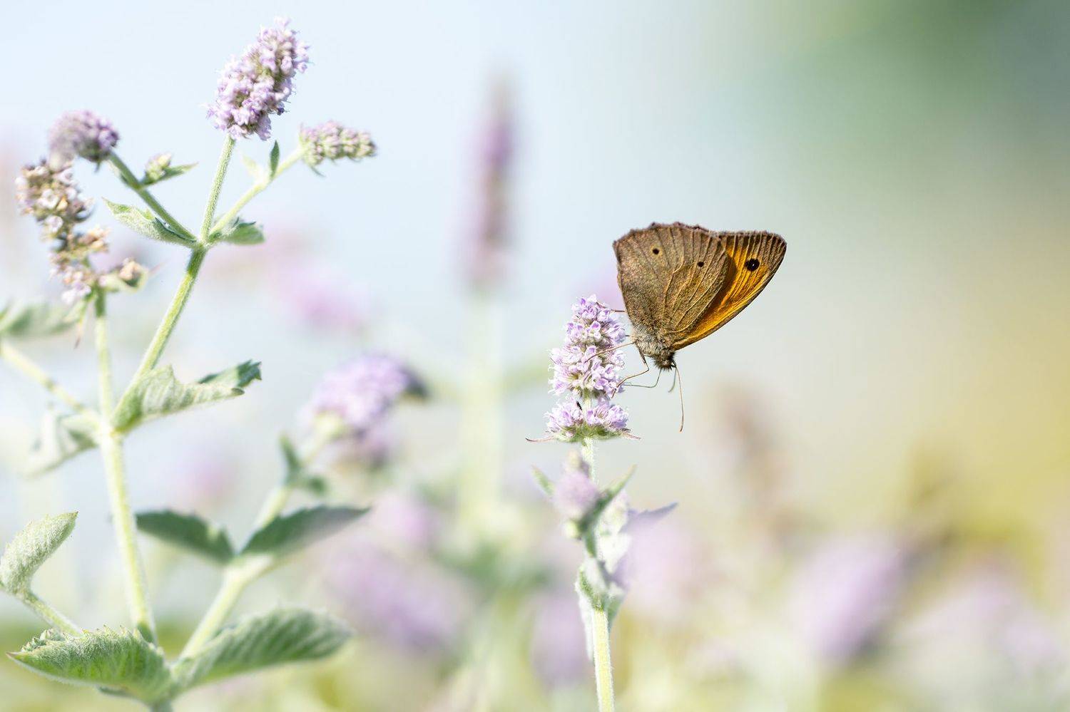 ,  Светослав Радков