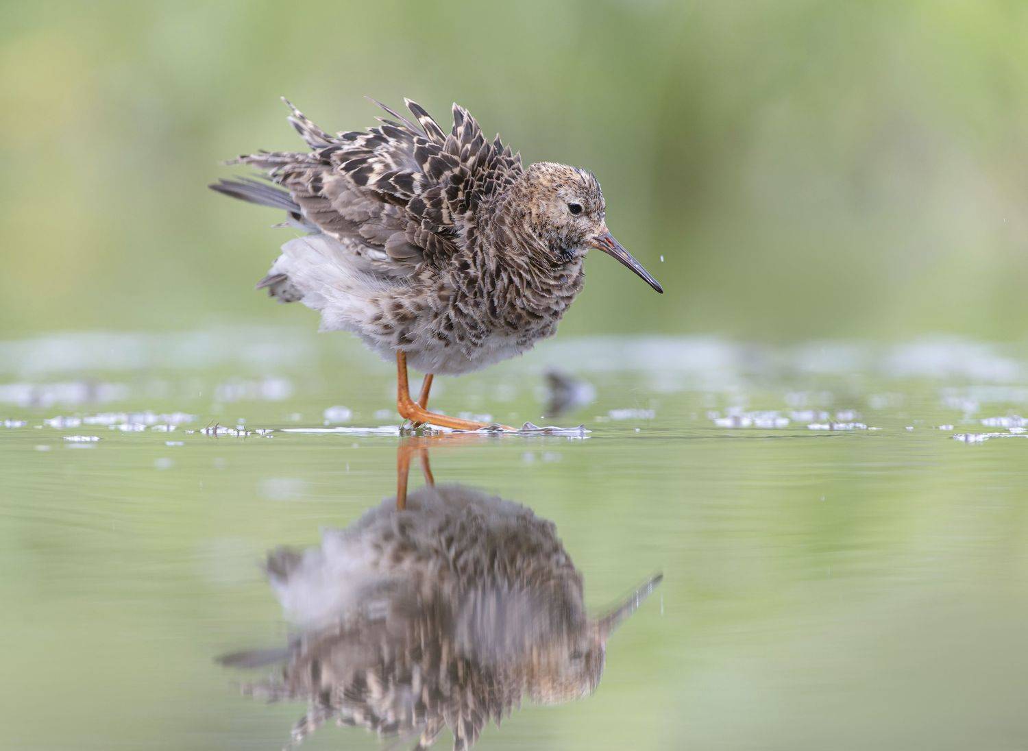 птицы,природа, лето, Андрей Киселёв