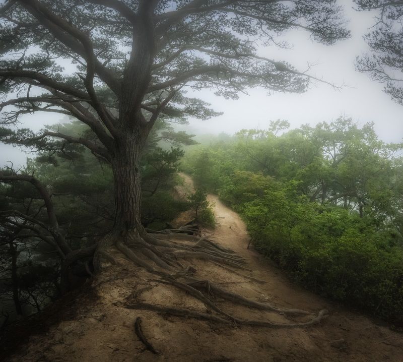 Приморский лес.. фото превью
