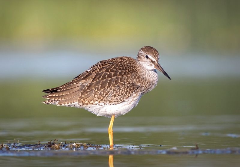 Летний травник фото превью