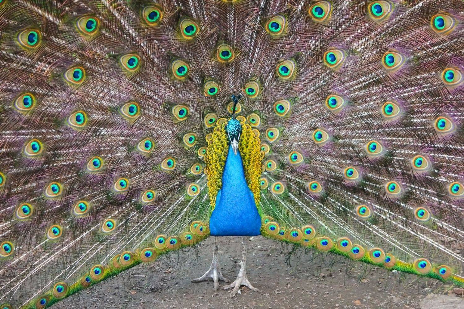 павлин, КарОл