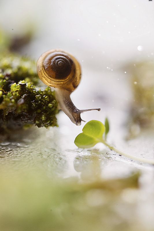 природа, макро, улитка  фото превью