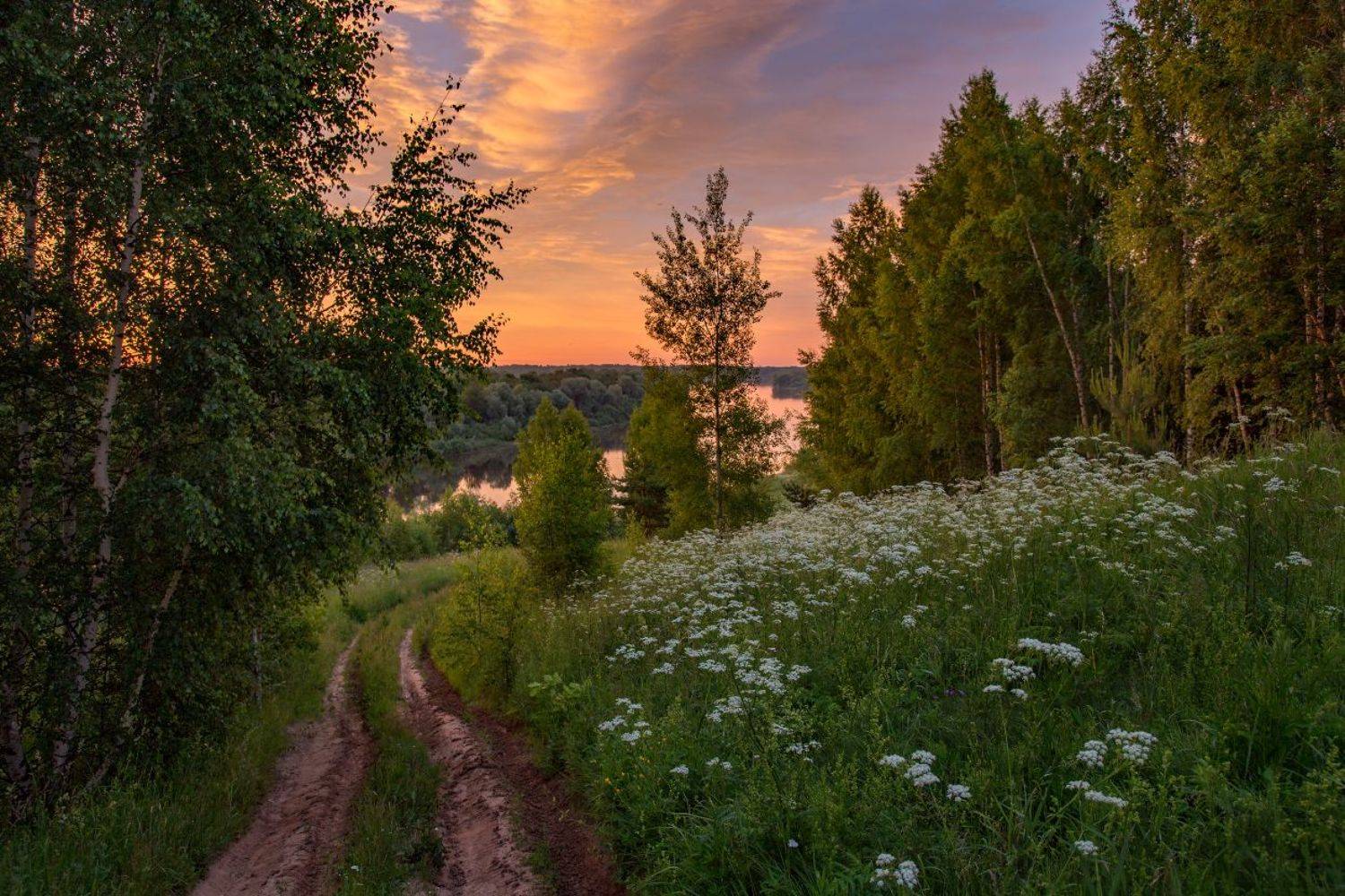 клязьма глубоково июнь утро дорога спуск, Дмитрий Алексеев