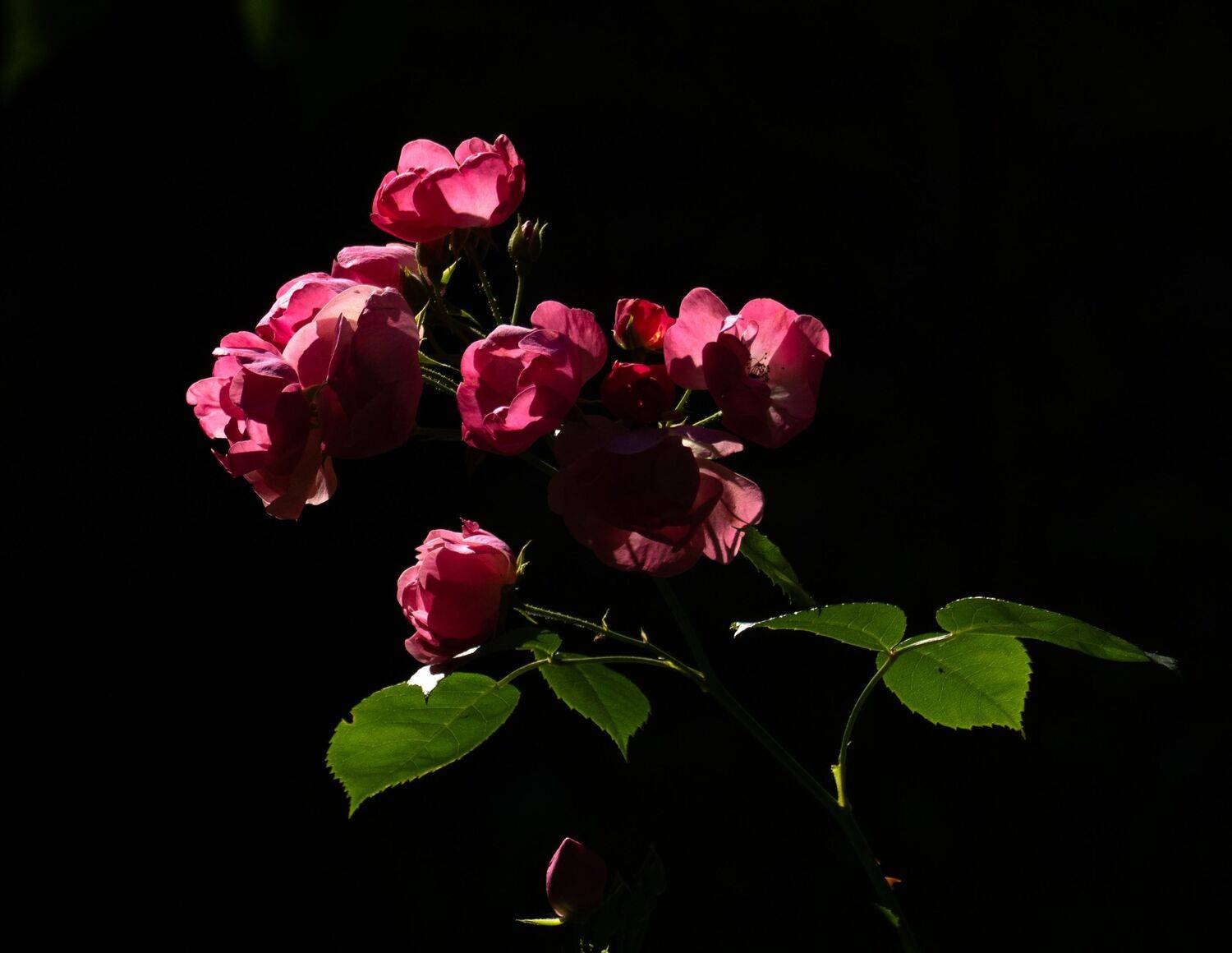 , Курлянцев Алексей