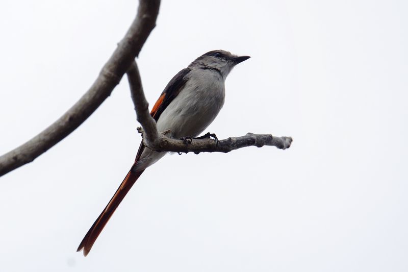 wildlife фото превью