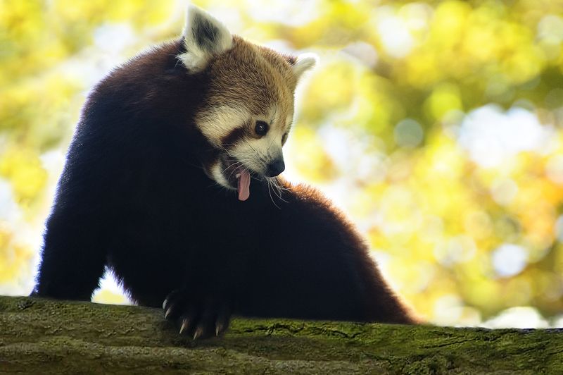 Red panda фото превью
