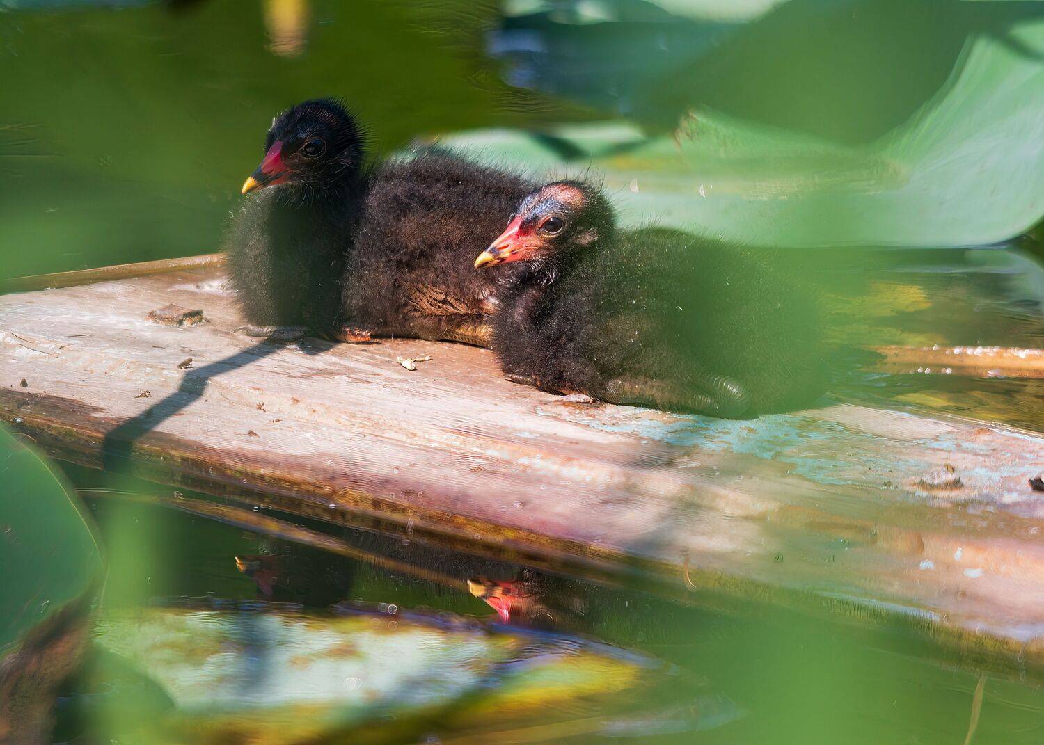 камышницы, Алексей Рыльский