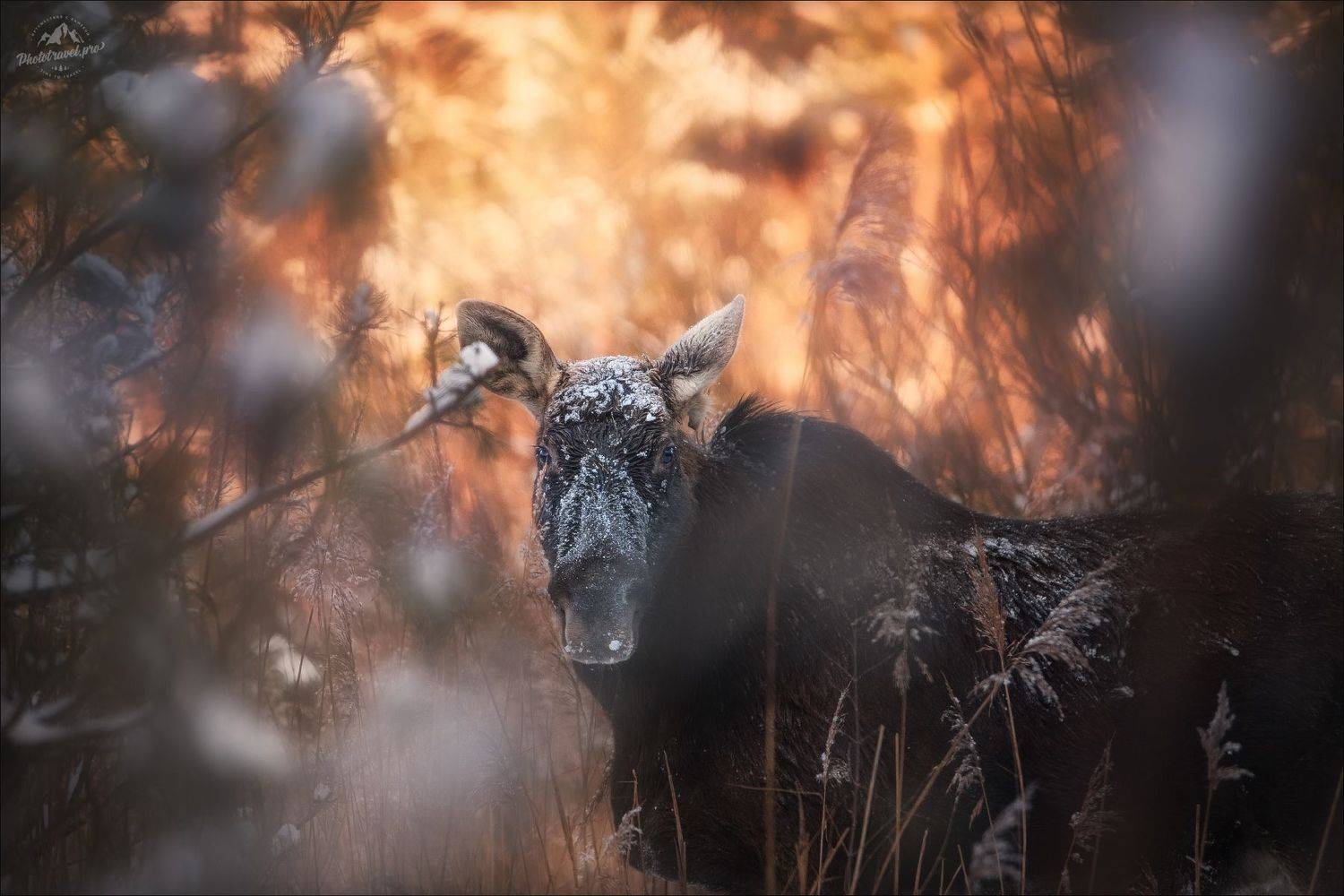 лось, Беларусь, красный бор, зима, фототур в красный бор, фотоохота, фотосъемка волков, волк, Влад Соколовский