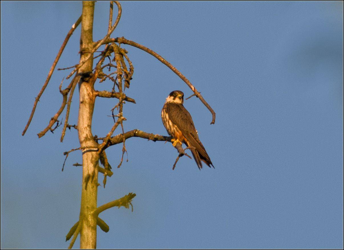 москва, парк, птица, АНАТОЛИЙ ДОВЫДЕНКО