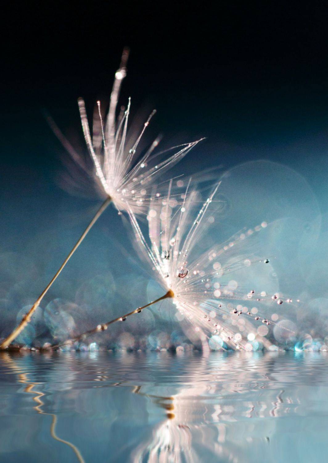 макро, природа,  Ксения