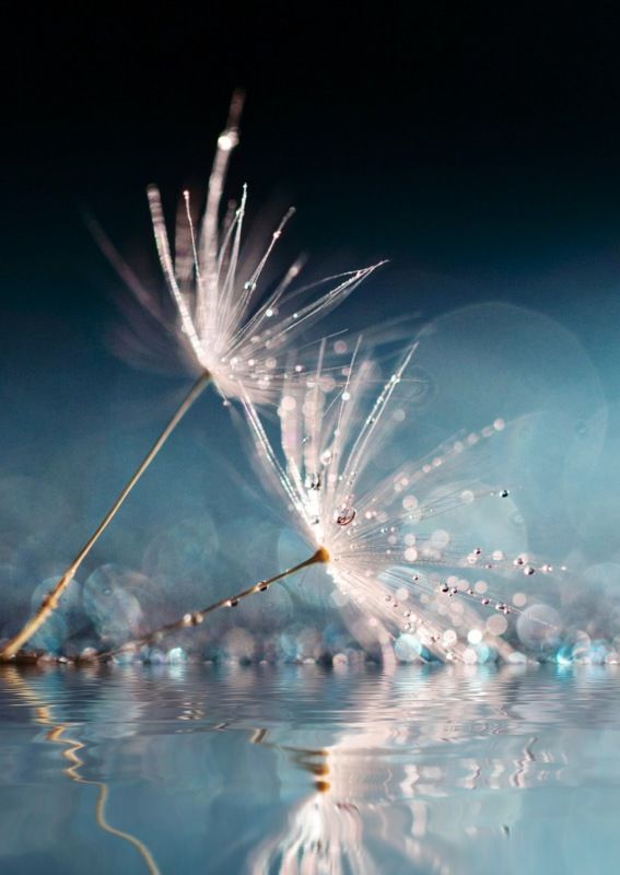 макро, природа Легкость бытия фото превью