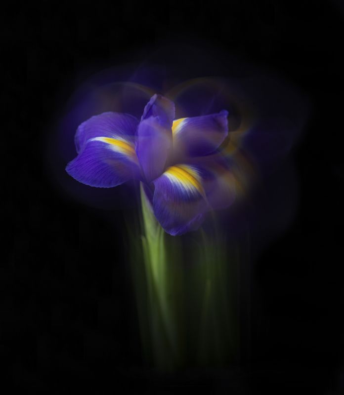 цветы, танец, природа Танец фото превью