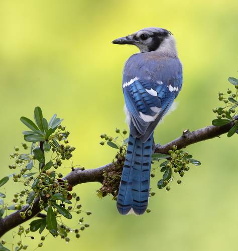 Young Blue Jay. Голубая сойка