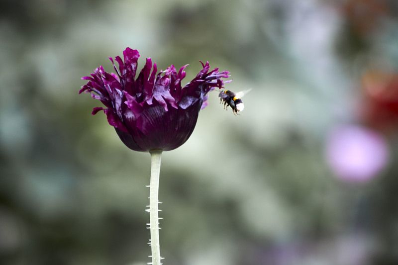 Симбиоз… Мой сад. Москва фото превью