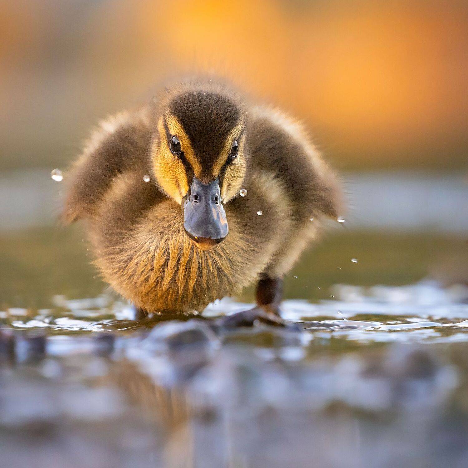 , Robert Adamec