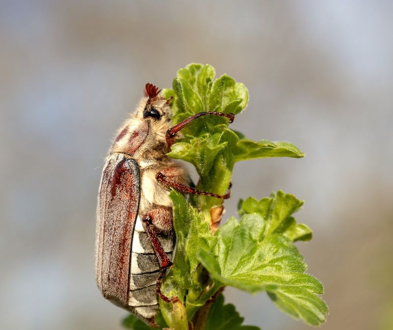 майский жук, макро, жук Майский жук фото превью