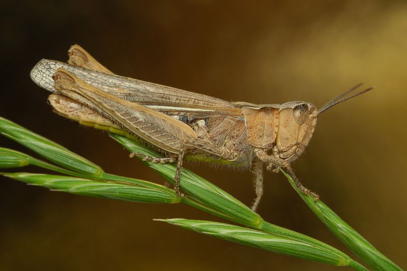 вега11у,макро,ставрополь Стеклянные крылья фото превью