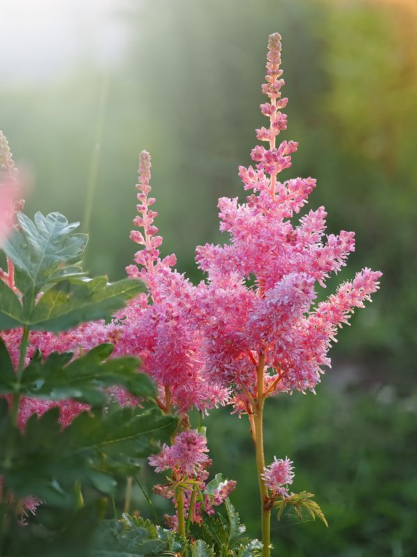 Астильба фото превью