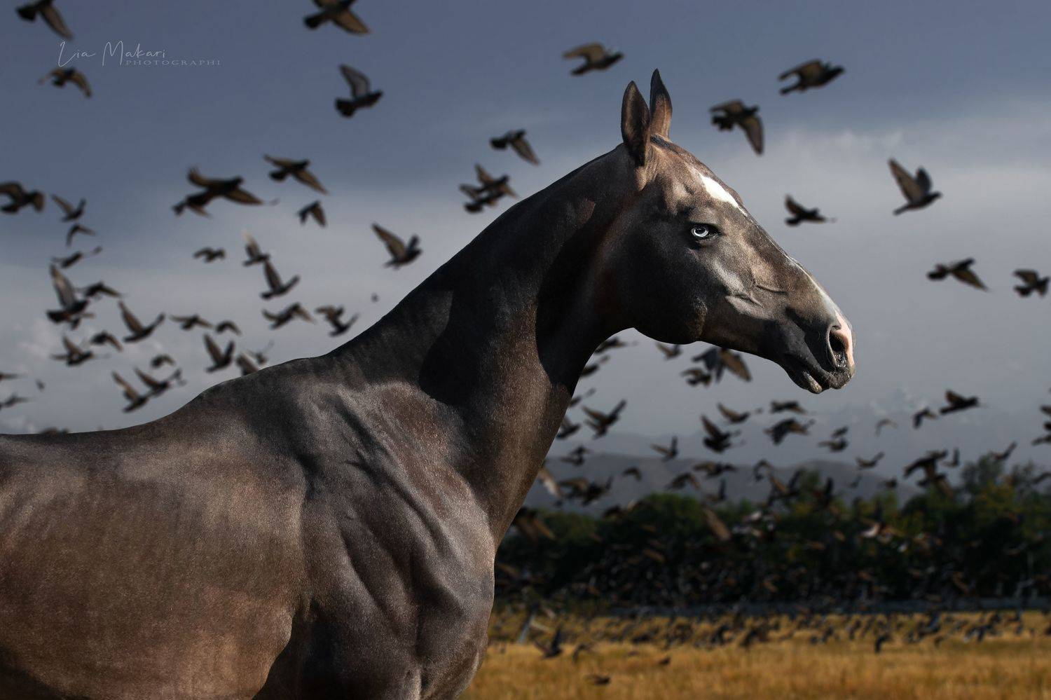 Лошадь, лошади, horse, cavallo, Lia Makari