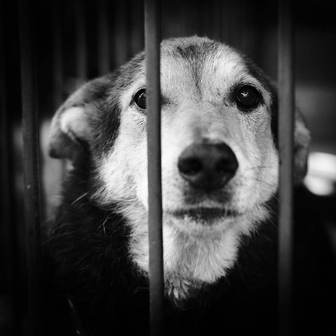 , Alexander Vasilenko