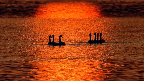 Лебединое озеро