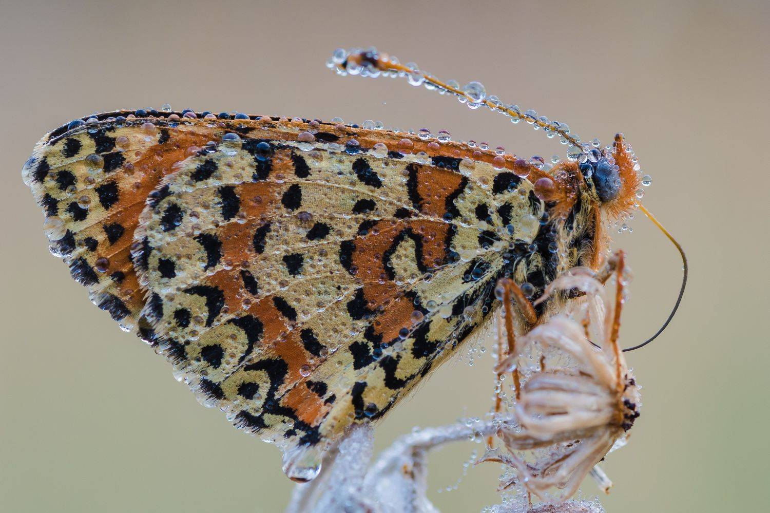 , Роман Зайцев