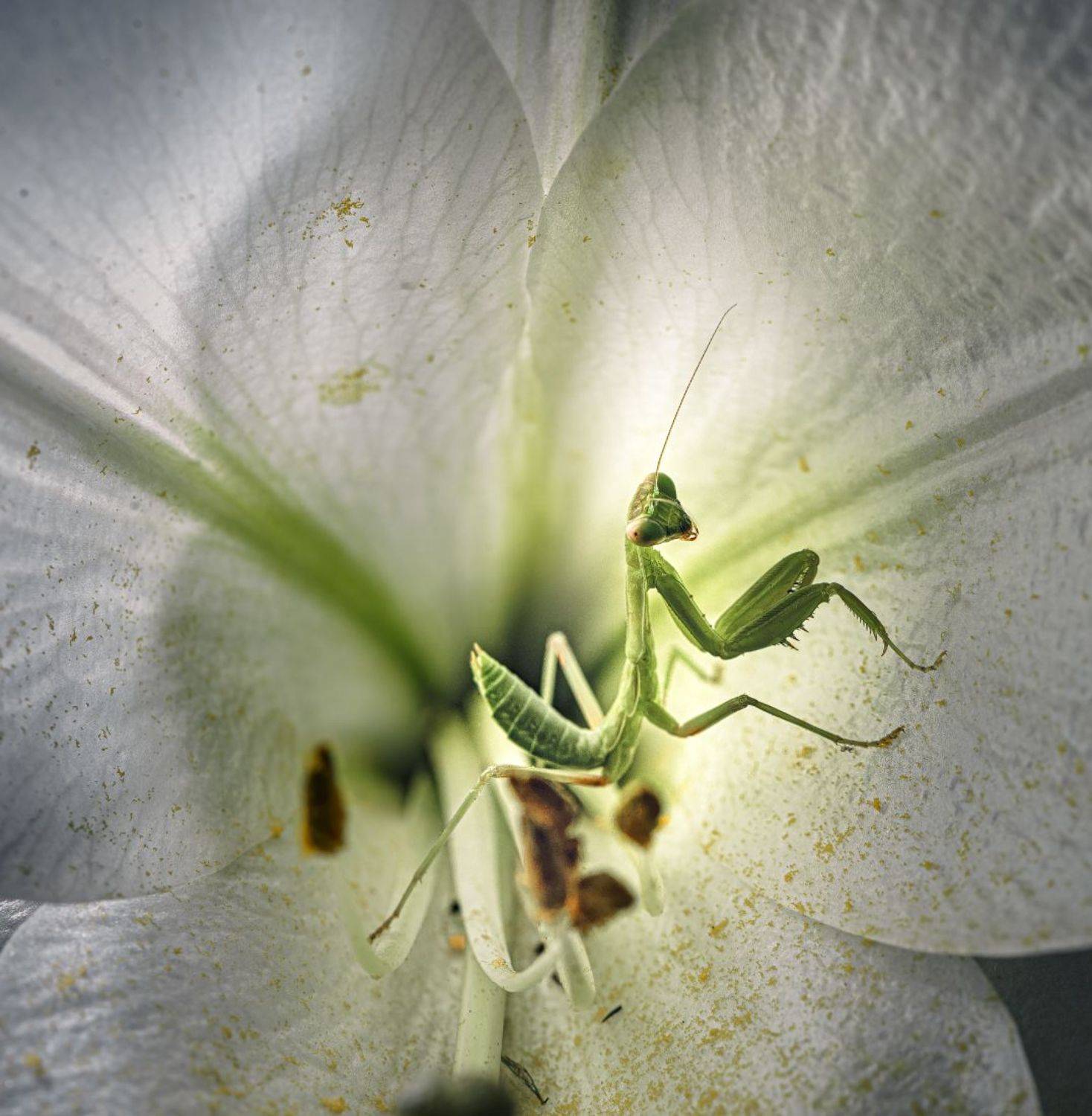 природа, макро, цветы, лилия, насекомое, богомол, Неля Рачкова