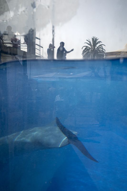 streetphotogrphy, streetphoto, urban, people, low key, sihlouttes, dolphin, water  фото превью