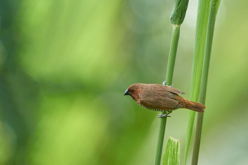 Time to Fly фото превью