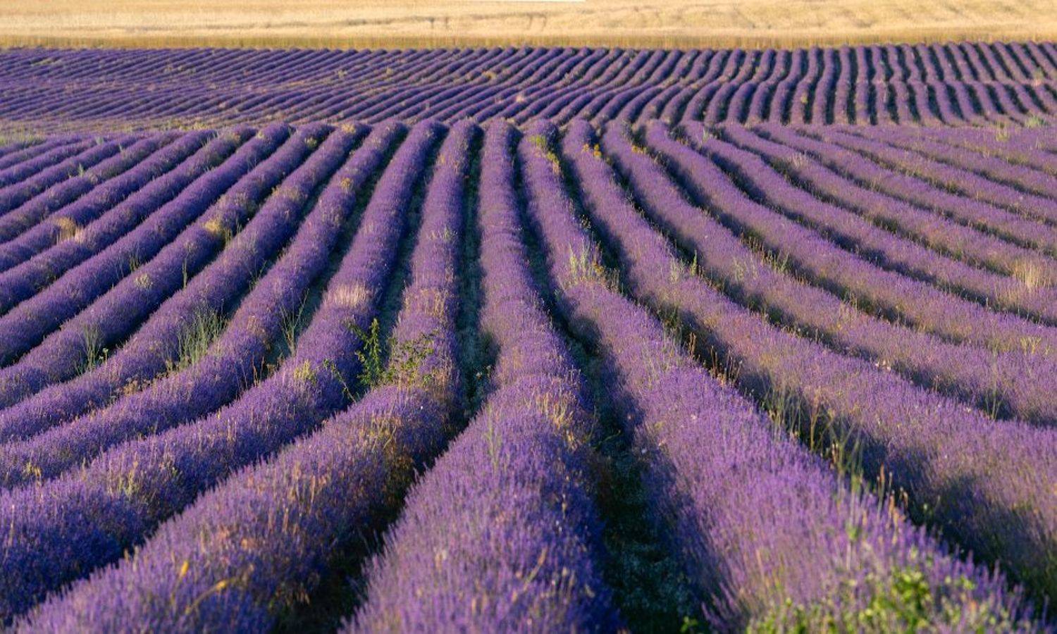 , Андрей Гусаченко