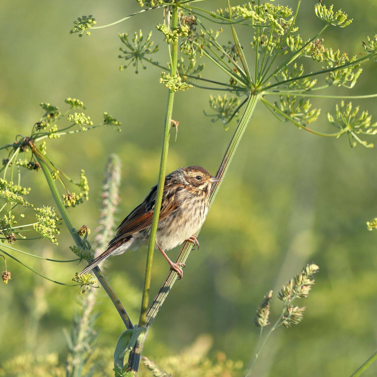 лето, луг, утро, птицы, овсянка, рассвет, Титов Александр