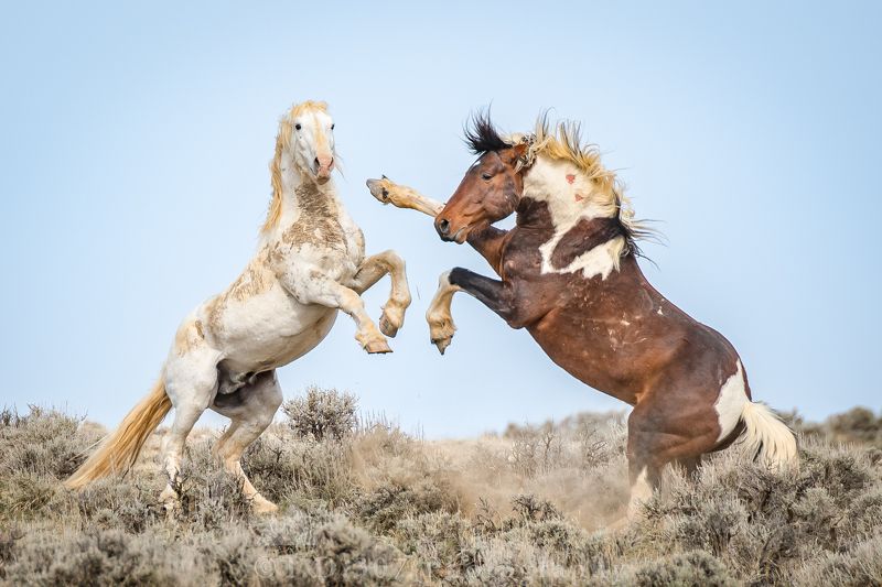 Spring Fever  фото превью
