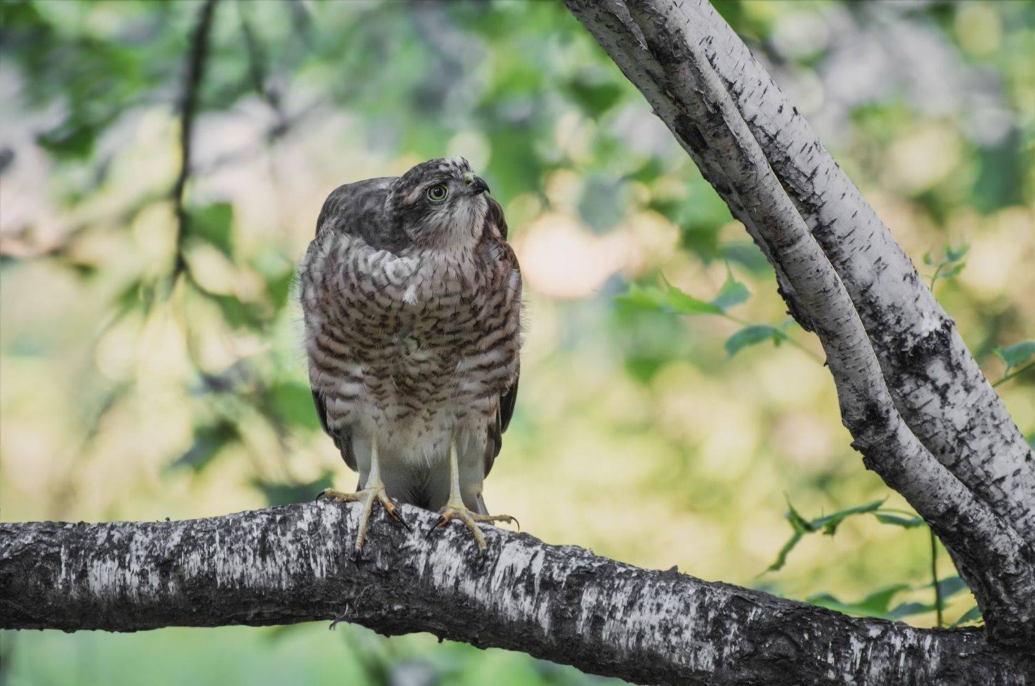 птица, ястреб, слёток,, Марина Мочалова