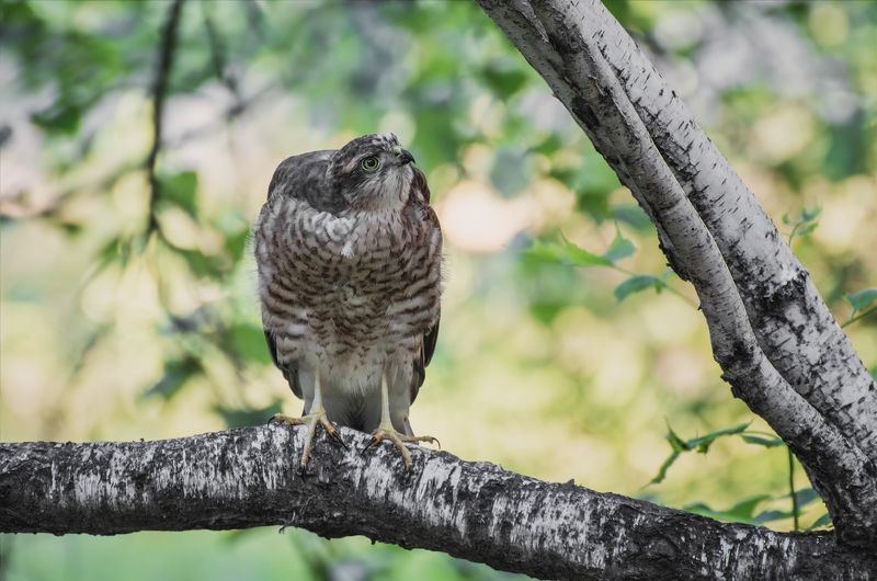 птица, ястреб, слёток, ястребок.. фото превью