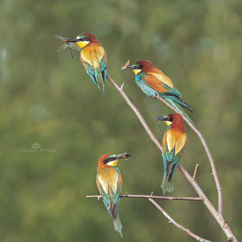 Żołna фото превью