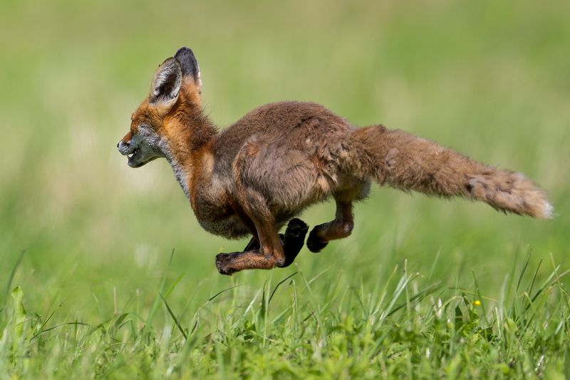 Lapsa фото превью