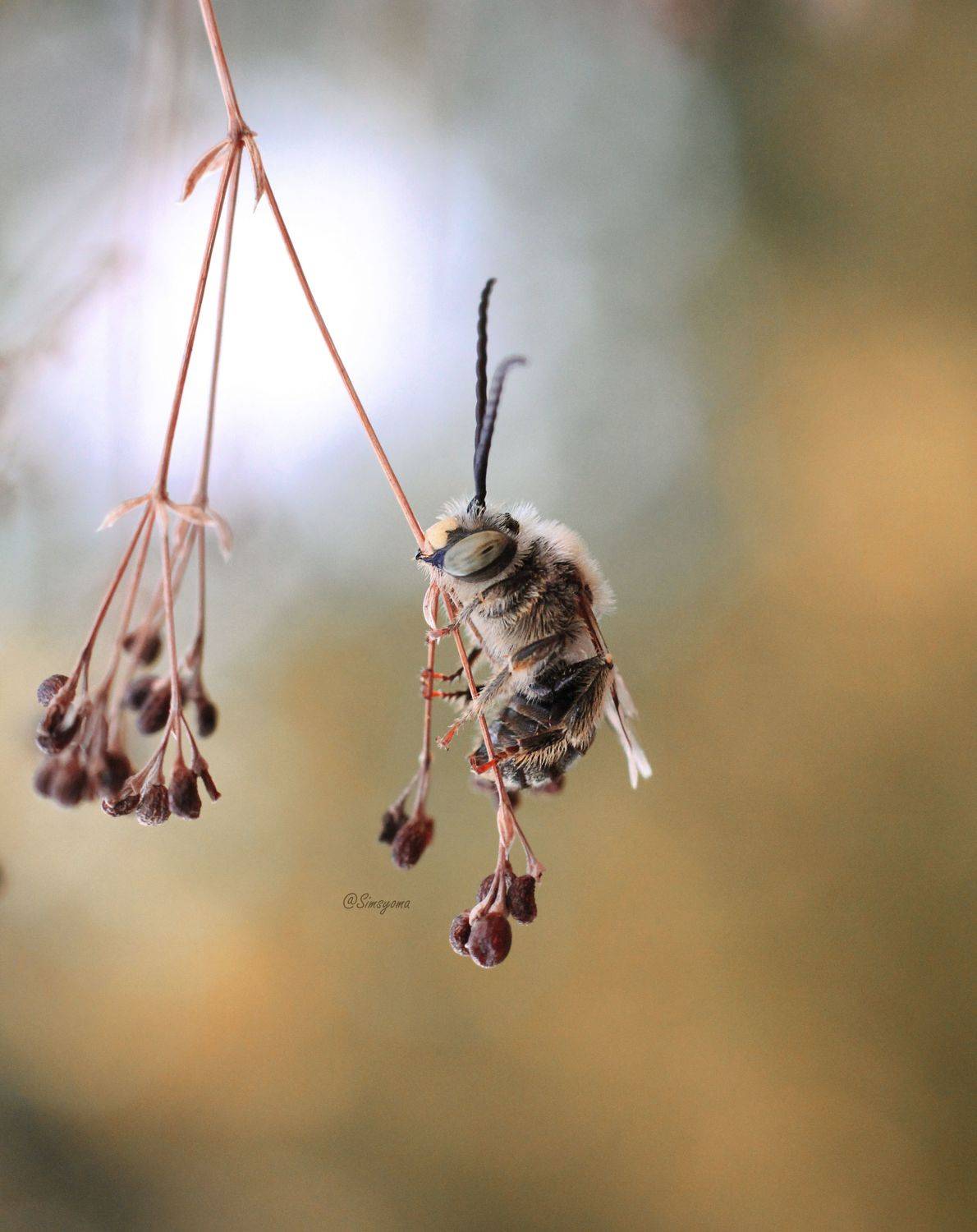, Юлия Хворостяная