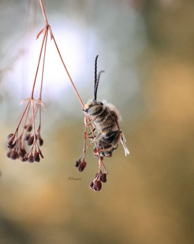 Пчела Антофора фото превью