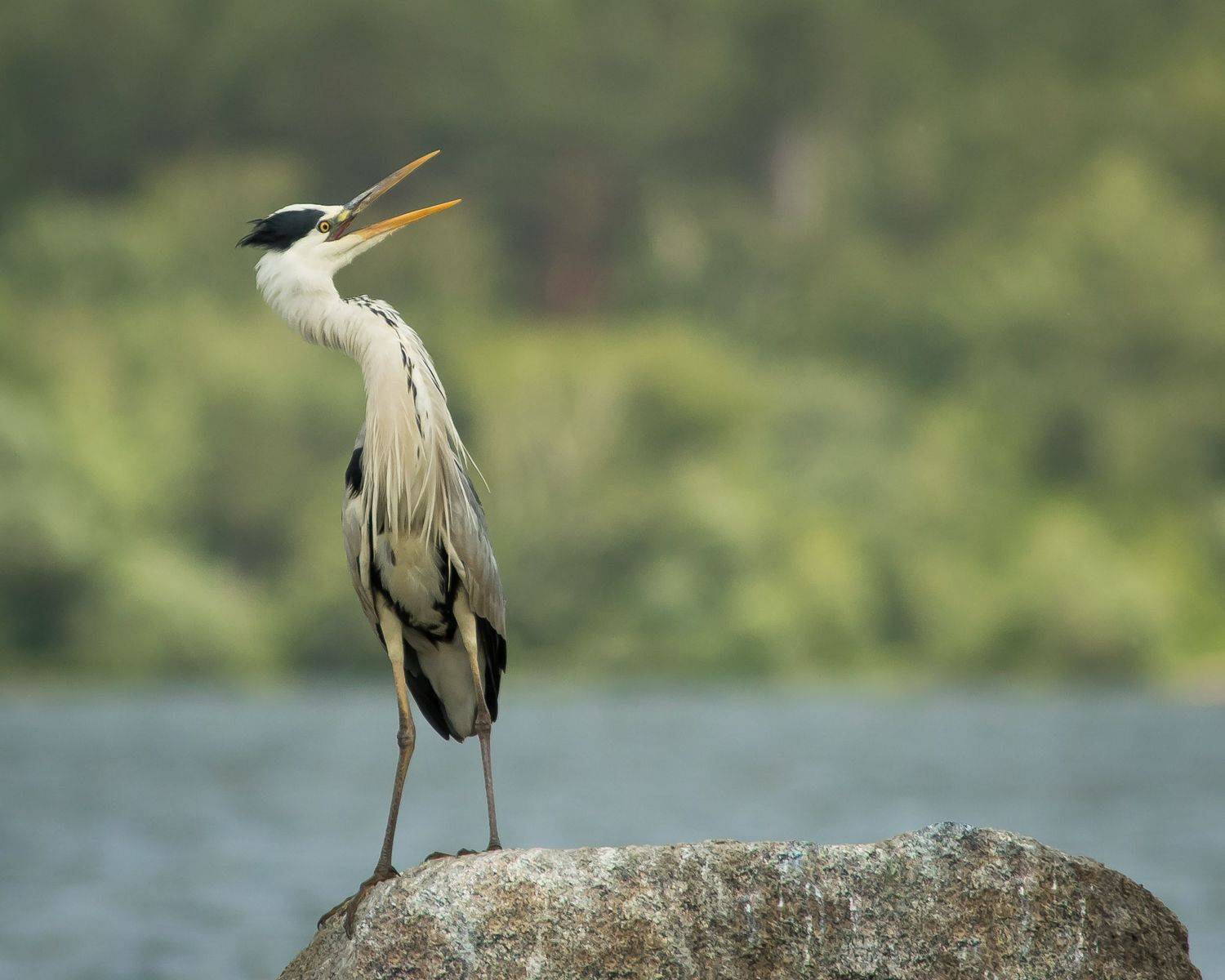 серая цапля, Суслов Дмитрий