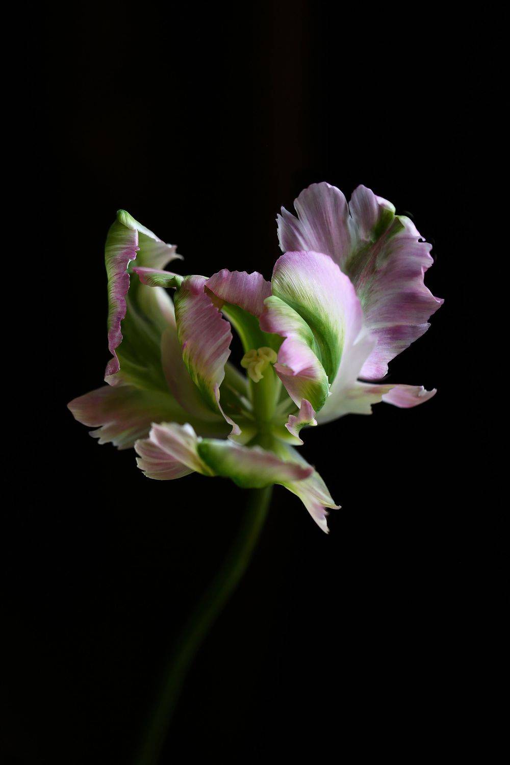 тюльпан, цветы, природа,  Ксения