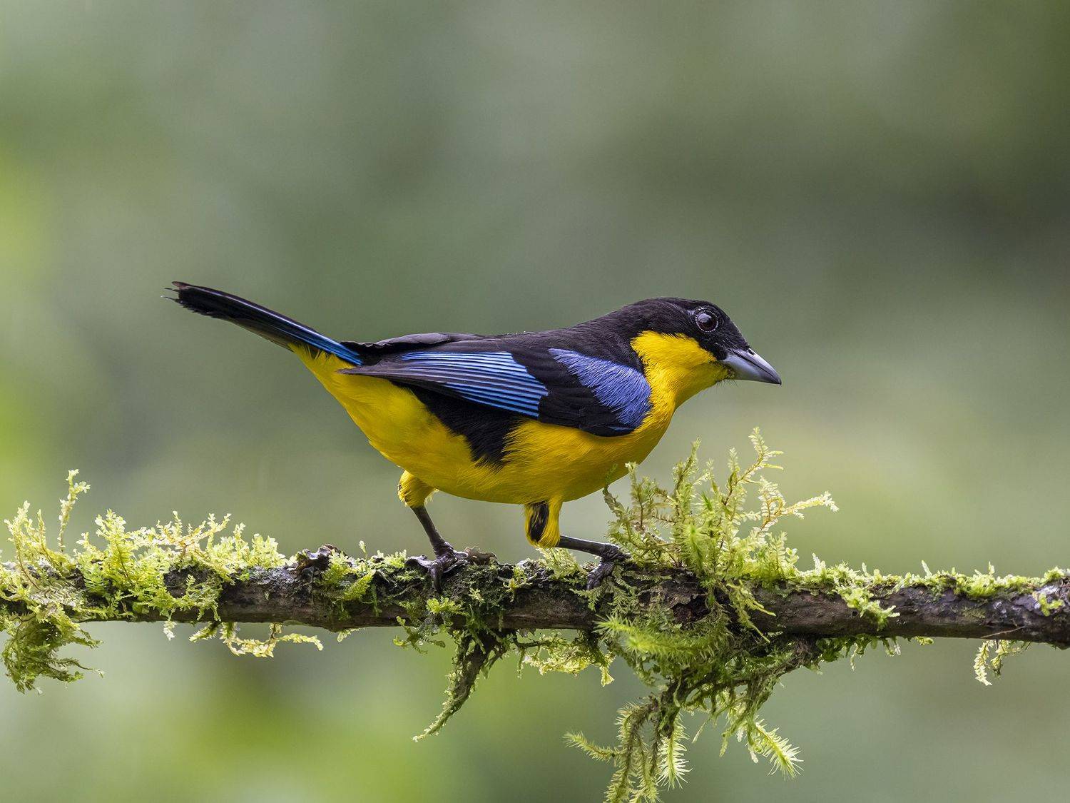 , Fernando Burgalin Sequeira